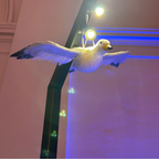 Deko Möwe – fliegend · Hängedeko -  2 Varianten
