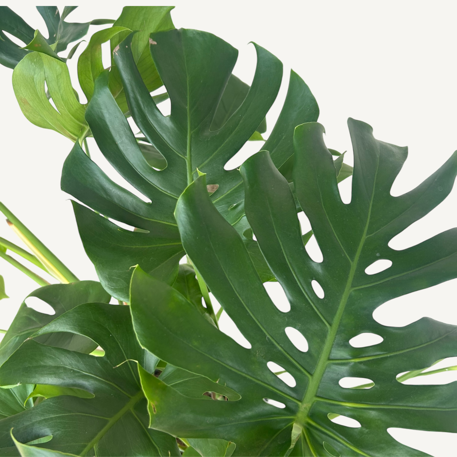 Monstera zur Miete – ikonische Statement-Pflanze