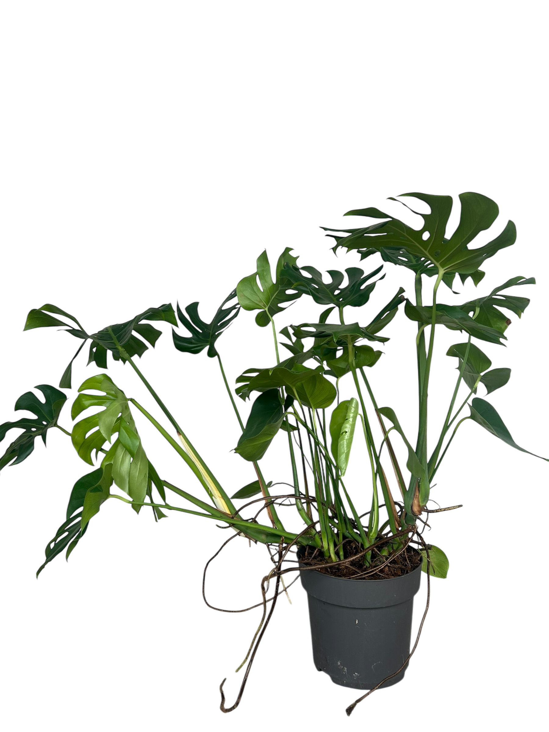 Monstera zur Miete – ikonische Statement-Pflanze